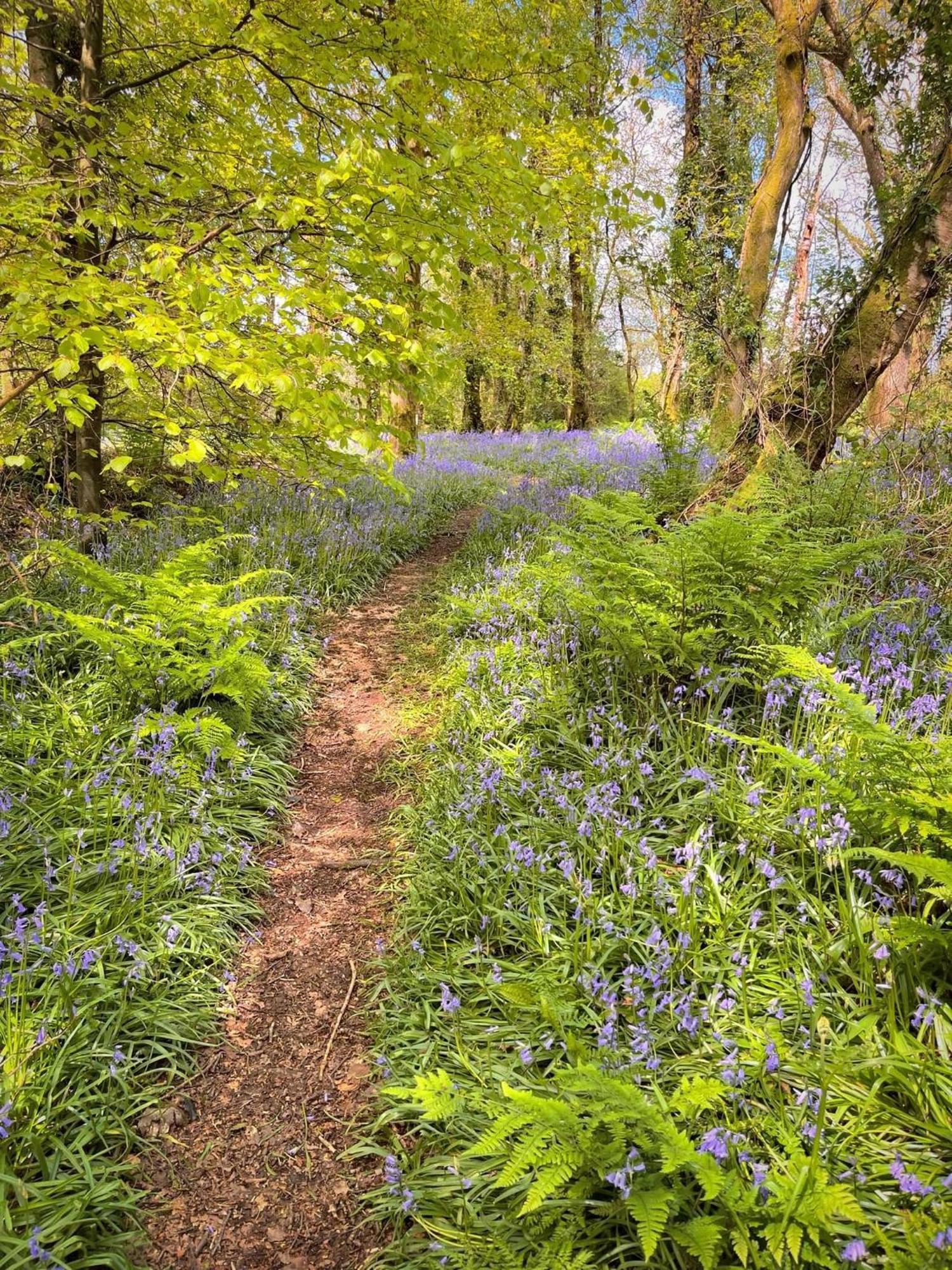 Woodland View -Hot Tub-Tenby-Carmarthen-St Clears Exteriör bild